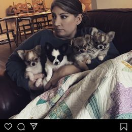 Chihuahua Puppies from BonBon Chihuahuas