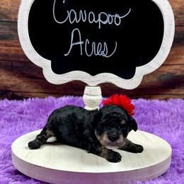 Sofia - Black female Poodle puppy in Lancaster, Missouri from Cavapoo Acres