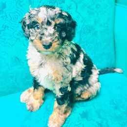 Sprinkle - Blue merle female Aussiedoodle puppy in Watertown, Wisconsin from Little Bear Paws Aussiedoodles