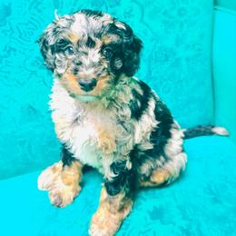 Sprinkle - Blue merle female Aussiedoodle puppy in Watertown, Wisconsin from Little Bear Paws Aussiedoodles