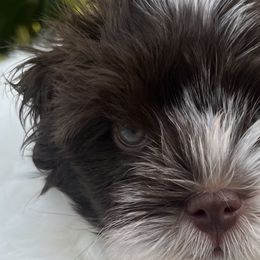 Havanese from Magee Havanese