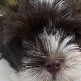 Havanese from Magee Havanese