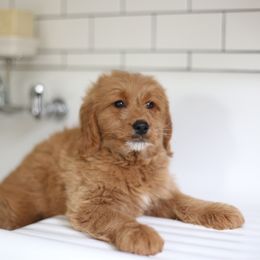 Oscar - Apricot male Goldendoodle puppy in Stevens, Pennsylvania from Derek & Alexia Martin puppies