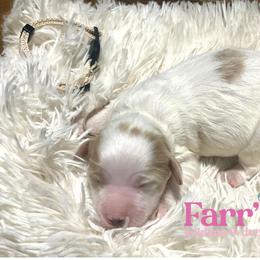 Tan collar - Parti male Goldendoodle puppy in Ohio from Farr’s Goldens and Doodles