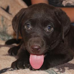 Champion Dad Pepper - Chocolate female Labrador Retriever puppy in Spring Creek, Nevada from Badland Kennel