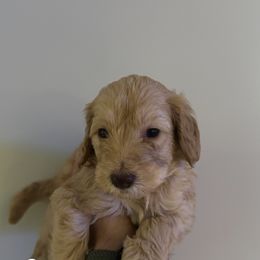 Puppy Green - Caramel male Australian Labradoodle puppy in Oxford, Mississippi from Stony Brook Australian Labradoodles