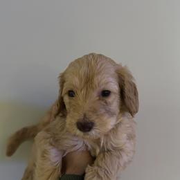 Puppy Green - Caramel male Australian Labradoodle puppy in Oxford, Mississippi from Stony Brook Australian Labradoodles