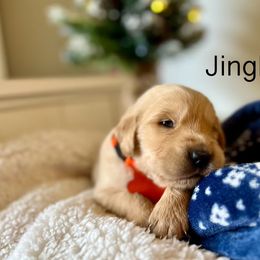 Jingle Bell - Golden Retriever puppy in Cocoa, Florida from Goldens of the Groves LLC.