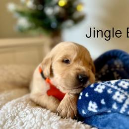 Jingle Bell - Golden Retriever puppy in Cocoa, Florida from Goldens of the Groves LLC.
