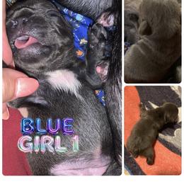 French Bulldog Puppies from Frenchie Puppies in Abbeville