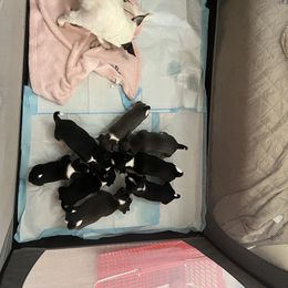 Chihuahua Puppies from Chihuahua Mama