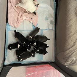 Chihuahua Puppies from Chihuahua Mama
