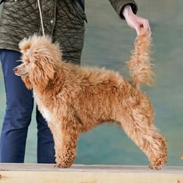 Bernedoodles, Goldendoodles, and Poodles from Golden State Good Dogs