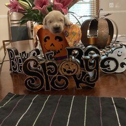 Golden Retriever Puppies from Tupelo Honey Farm's Golden Retrievers