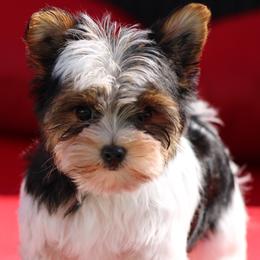Sarah Beth - Parti female Yorkshire Terrier puppy in Hughesville, Missouri from Puppykiss4u