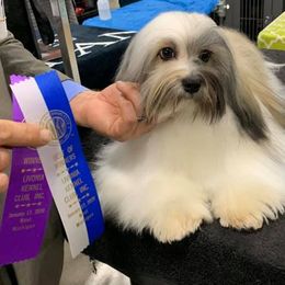 Havanese from Pam Baird's Havanese Puppies
