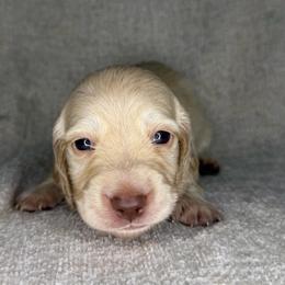 Greg Heffley - Cream male Dachshund puppy in Stamford, Texas from West Texas Miniature Dachshunds