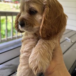 Cocker Spaniel Puppies from penny Powell
