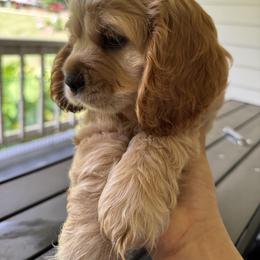 Cocker Spaniel Puppies from penny Powell