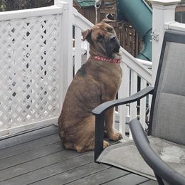 Nina - Cane Corso