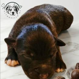 Ganache - Red tri-color male Australian Shepherd puppy in Fultonville, New York from Sandy Aussies & Pomeranians