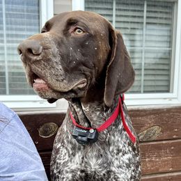 German Shorthaired Pointers from JAM'D Up Kennels
