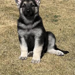 German Shepherd and White Shepherd Puppies from Scenic Creek German Shepherds