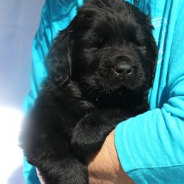 Dalton - Black male Newfoundland puppy in Kimball Twp, Michigan from Pine River Newfoundlands