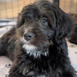 Yellow - Tri-color female Bernedoodle puppy in Connecticut from Valley View Doodles