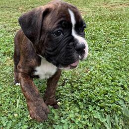 Black collar - Brindle male Boxer puppy in Tennessee from Bellmont Boxers East TN