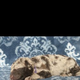 Assorted Doodle Crosses Puppies from Doodles Domain