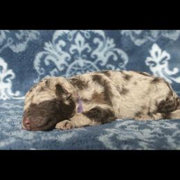 Assorted Doodle Crosses Puppies from Doodles Domain