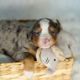 Benji - Blue merle male Bernedoodle puppy in Spokane, Washington from Lilac City Doodles