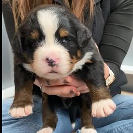Gold Collar Female - Black rust and white female Bernese Mountain Dog puppy in Bristol, Tennessee from Holston Hollow Farm
