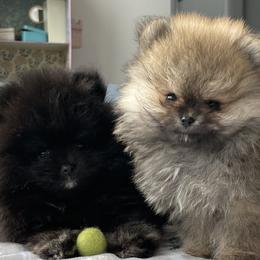 Keeshond and Pomeranian Puppies from Mary Schooner