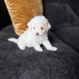 Toffee - Parti female Poodle puppy in Kissimmee, Florida from Unique Poodles