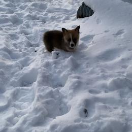 Diamond - Red female Pembroke Welsh Corgi puppy in Morgantown, Pennsylvania from GoldStar Corgis (License Number 18519)