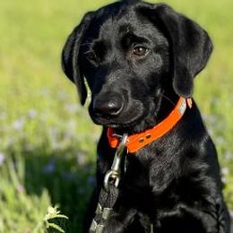 Labrador Retrievers from D and R Kennels, LLC