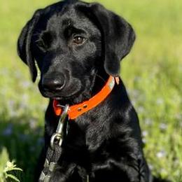 Labrador Retrievers from D and R Kennels, LLC