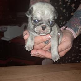Light Blue Boy - White male Pug puppy in Elma, Washington from Kismet Kennels, Exclusively Pugs