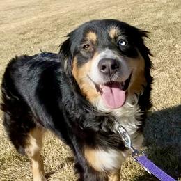 Raleigh  - Australian Shepherd