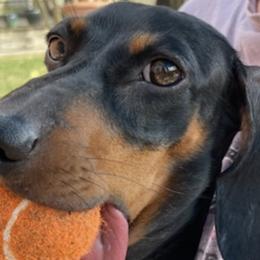 Dachshunds from Individual