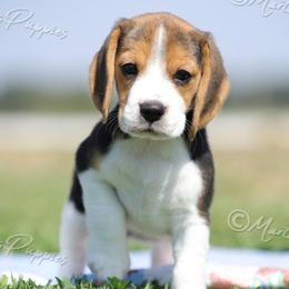 AKC 'Lulu' - Black tan and white female Beagle puppy in Lamar, Missouri from Marti Acres ~ Boston Terrier & Beagles