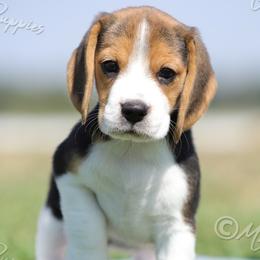 AKC 'Lulu' - Black tan and white female Beagle puppy in Lamar, Missouri from Marti Acres ~ Boston Terrier & Beagles