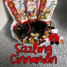 Sizzlin Cinnamon - Black male Labrador Retriever puppy in Water Valley, Mississippi from Three Lakes Labs & WHDs