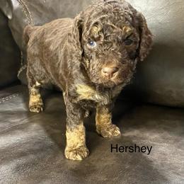 Aussiedoodle Puppies from White River Doodles