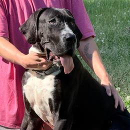 Johnnie - Black male Great Dane puppy in Gonzales, Louisiana from Anstatt House Of Danes