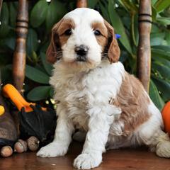 Goldendoodles, Golden Retrievers, Irish Doodles, Irish Setters, and Poodles from Toodles Goldendoodles