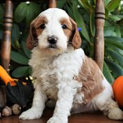 Goldendoodles, Golden Retrievers, Irish Doodles, Irish Setters, and Poodles from Toodles Goldendoodles