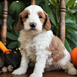 Goldendoodles, Golden Retrievers, Irish Doodles, Irish Setters, and Poodles from Toodles Goldendoodles